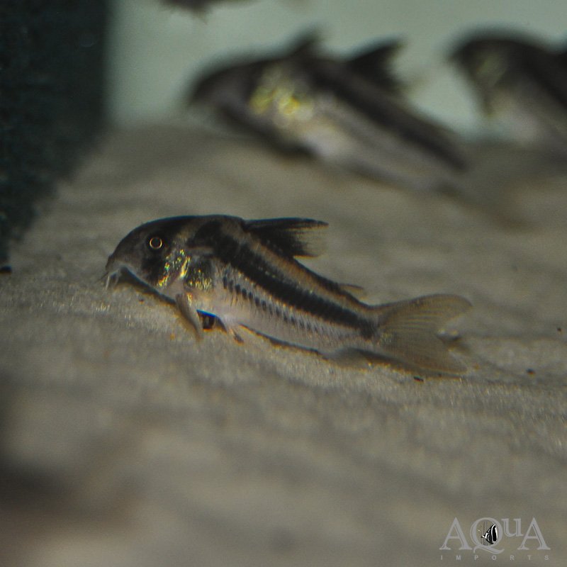 CW169 Cory (Hoplisoma sp. CW169)
