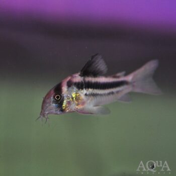 CW169 Cory (Hoplisoma sp. CW169)