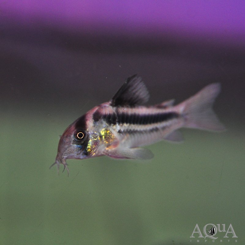 CW169 Cory (Hoplisoma sp. CW169)
