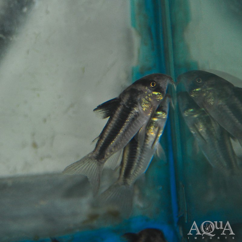 Hoplisoma sp. CW169