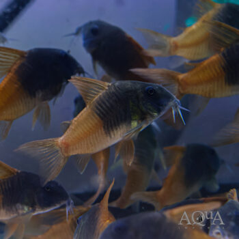CW217 Rio Tomo Concolor Cory (Hoplisoma concolor Rio Tomo CW217)
