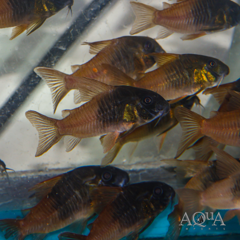 CW217 Rio Tomo Concolor Cory (Hoplisoma concolor Rio Tomo CW217)