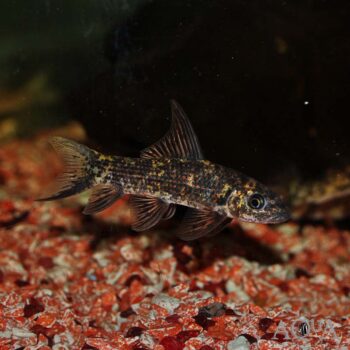 Harlequin / Variegated Shark (Labeo cyclorhynchus)