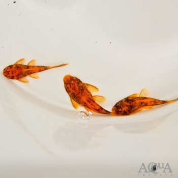 Calico Super Red Bristlenose Pleco (Ancistrus sp.)