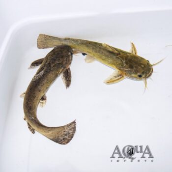 Camouflage Wood Catfish (Trachelyopterus ceratophysus)