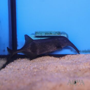 Campylomormyrus numenius