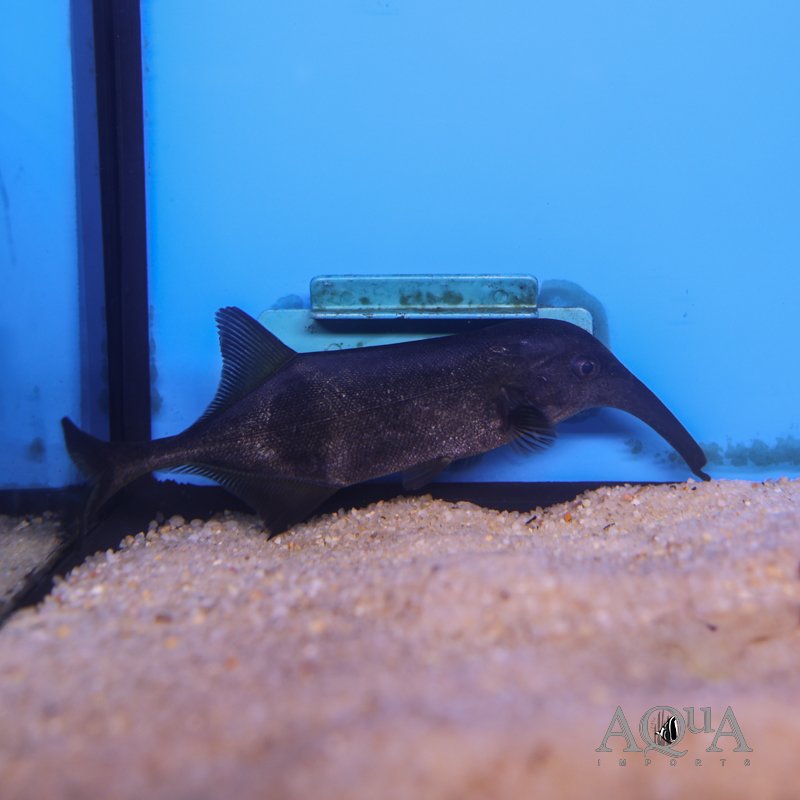 Campylomormyrus numenius