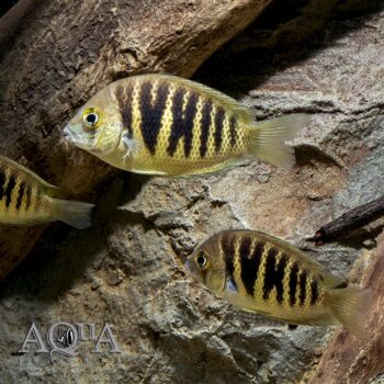 Canara Pearlspot Cichlid (ETROPLUS CANARENSIS)