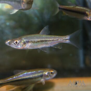 Candidia barbata