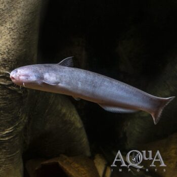 Candiru Dolphin Catfish (Cetopsis candiru)