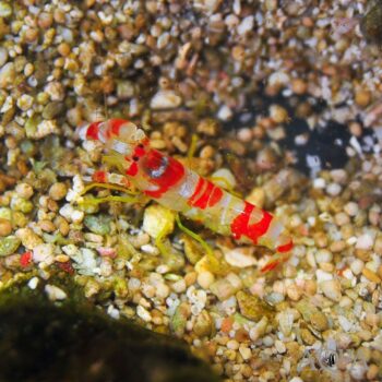 Candy Stripe Pistol Shrimp (Alpheus sp.)