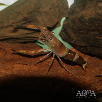 Candy Shrimp (Macrobrachium agwi)
