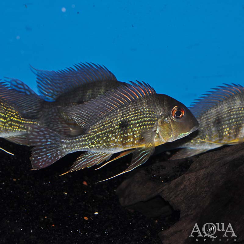 Caqueta Gold Eartheater (Geophagus sp. 'Caqueta gold')