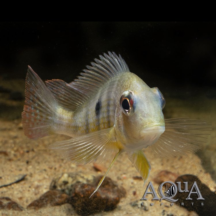 Caqueta Gold Eartheater (Geophagus sp. 'Caqueta')