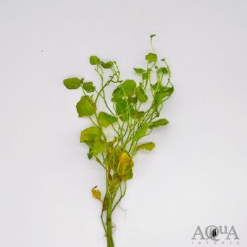 Cardamine (Cardamine lyrata)