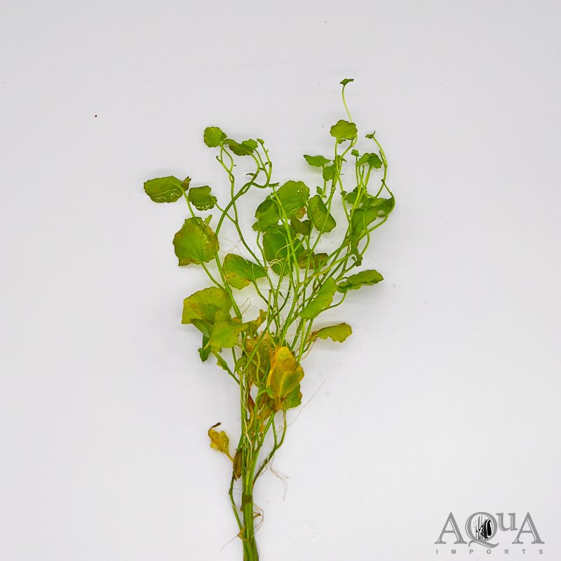 Cardamine (Cardamine lyrata)