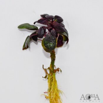 Cardinal Plant (Lobelia cardinalis)