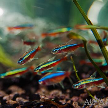 Cardinal Tetra (Paracheirodon axelrodi)
