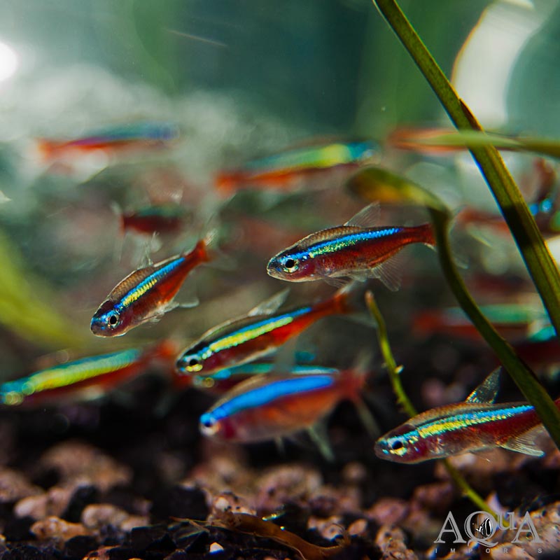 Cardinal Tetra (Paracheirodon axelrodi)