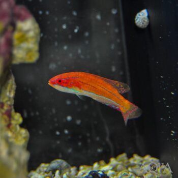 Carpenter's Flasher Wrasse (Paracheilinus carpenteri)