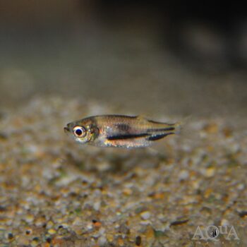 Catalina Tetra (Triportheus rotundatus)