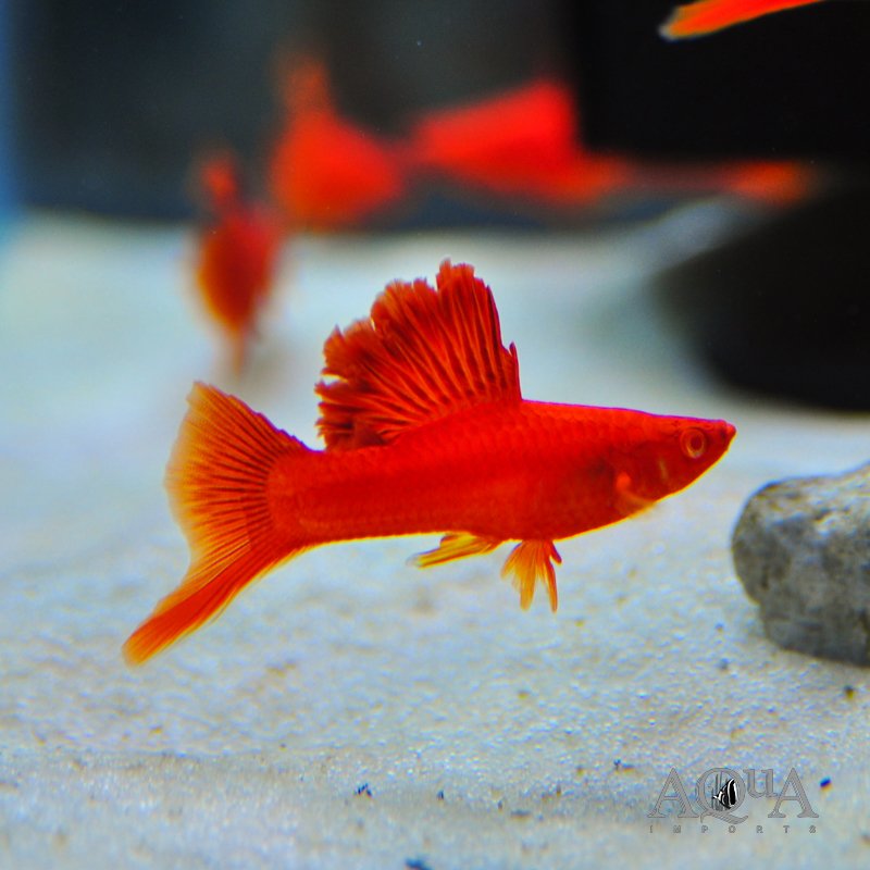 Cauliflower Sabertail (Xiphophorus helleri)