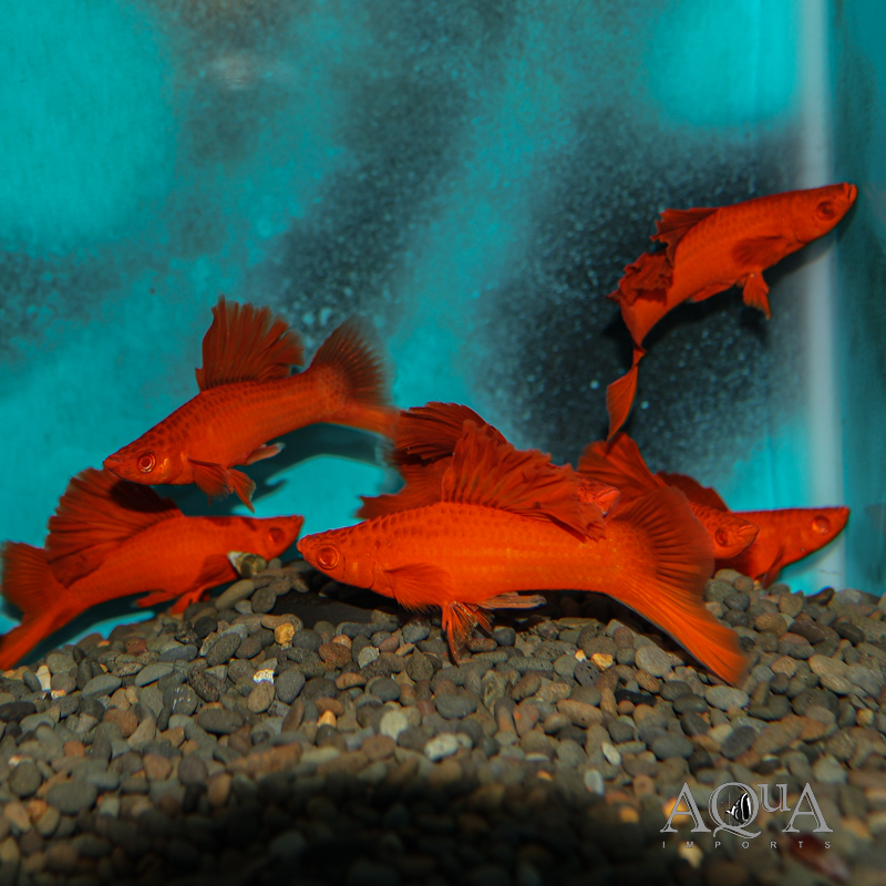 Cauliflower Sabertail (Xiphophorus helleri)