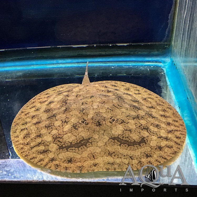 Ceja Ray (Paratrygon aiereba)