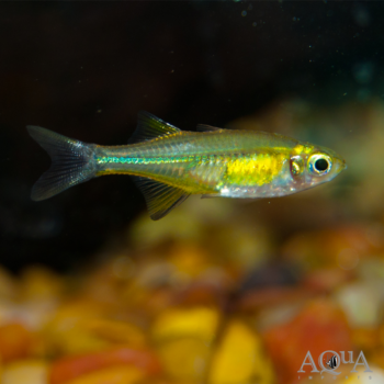 Celebes Rainbow (Marosatherina ladigesi)
