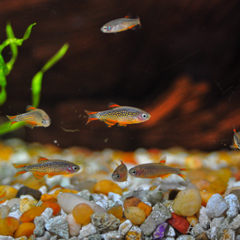 Celestial Pearl Danio / Galaxy Rasbora (Celestichthys margaritatus)