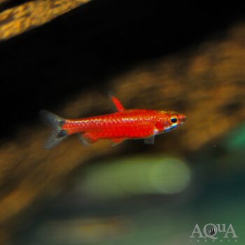 Cenepa Red Pencilfish (Nannostomus sp.)