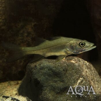 Swordspine Snook (Centropomus ensiferus)