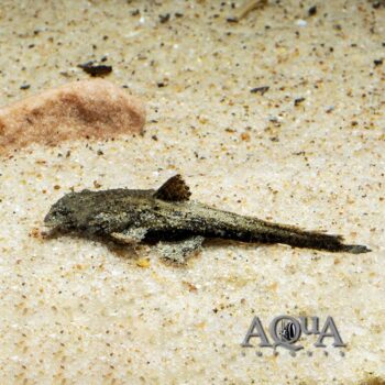 Chaca Chaca Catfish (Chaca chaca)