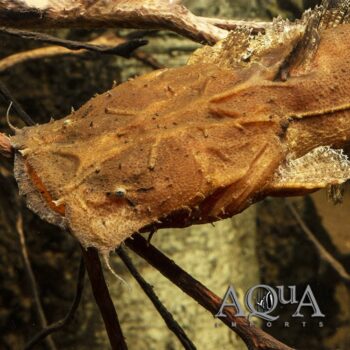 Chaca bankanensis Catfish (Chaca bankanensis)