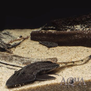 True Chameleon Loricaria (Pseudohemiodon apithanos)