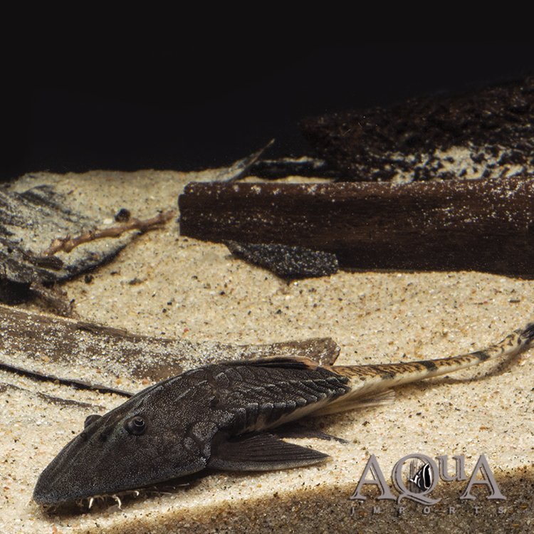 True Chameleon Loricaria (Pseudohemiodon apithanos)