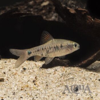 Checker Barb (Oliotius oligolepis) - Group of 5 Fish