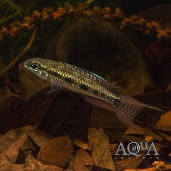 Checkerboard Cichlid (Dicrossus filamentosus)