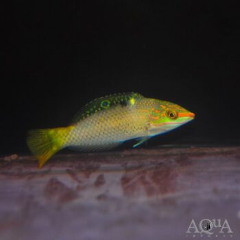 Checkerboard Wrasse (Halichoeres hortulanus)