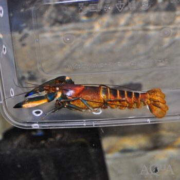 Papuan Crayfish (Cherax pulcher)
