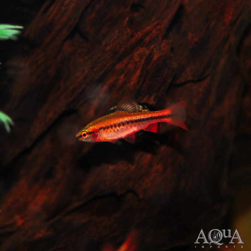 Cherry Barb (Puntius titteya)