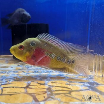 Cherry Flowerhorn (Amphilophus sp. hybrid)