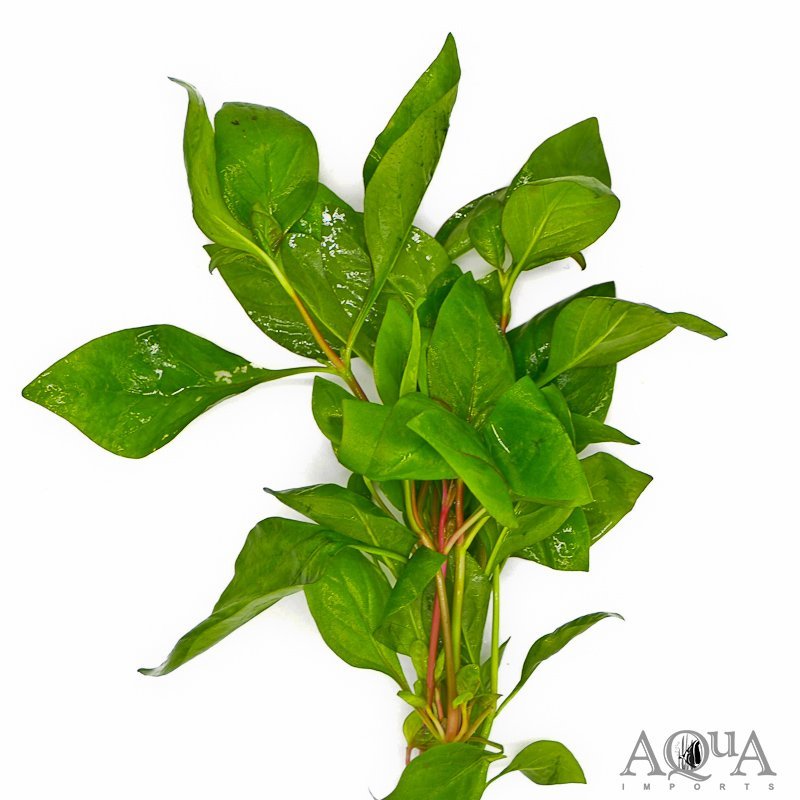 Cherry Hedge (Alternanthera ficoidea 'Cherry Stem')