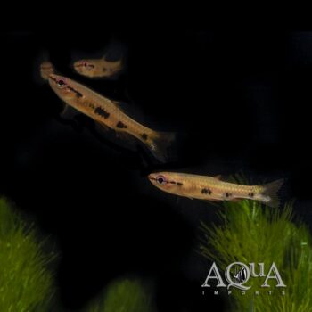 Cherry Red Pyrrhulina (Pyrrhulina spilota)