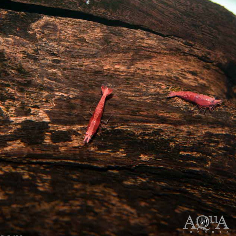 Red Cherry Shrimp (Neocaridina davidi)