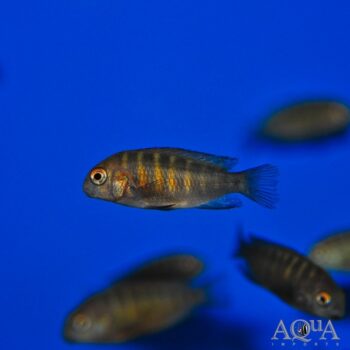Cherry Spot Tropheus 'Bulu Point' (Tropheus sp. 'Bulu Point')