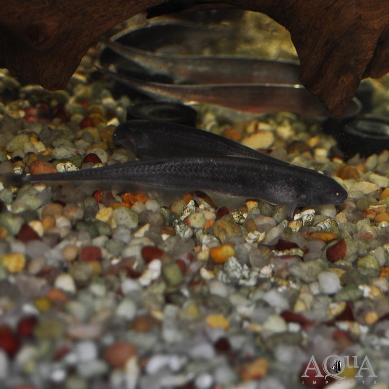 Natterer's Knifefish (Sternarchogiton nattereri)