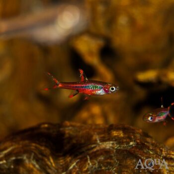 Chili / Mosquito Rasbora (Boraras brigittae)