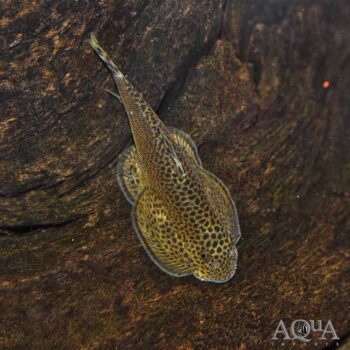 Chinese Butterfly Loach (Beaufortia kweichowensis)