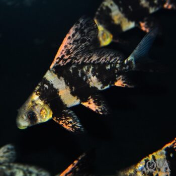 Chinese High Fin Banded Shark (Myxocyprinus asiaticus)